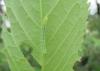 Amphipyra sp.